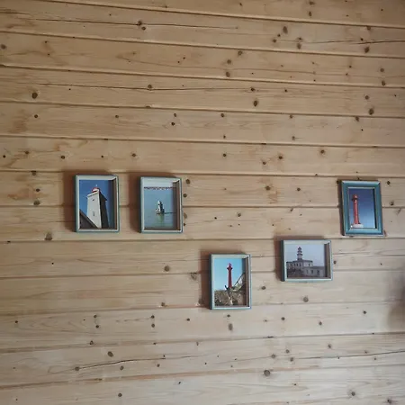 O Gato Do Campo Viana do Castelo