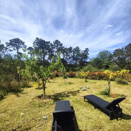 O Gato Do Campo Viana do Castelo