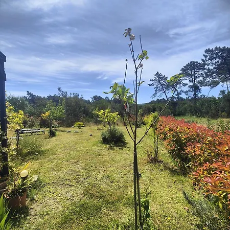 O Gato Do Campo Viana do Castelo