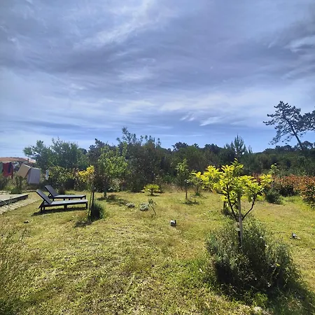 O Gato Do Campo *