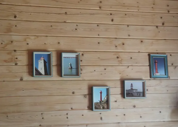 O Gato Do Campo Viana do Castelo