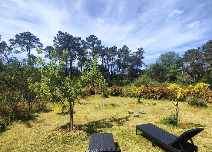 O Gato Do Campo Viana do Castelo