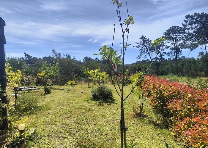 O Gato Do Campo Viana do Castelo